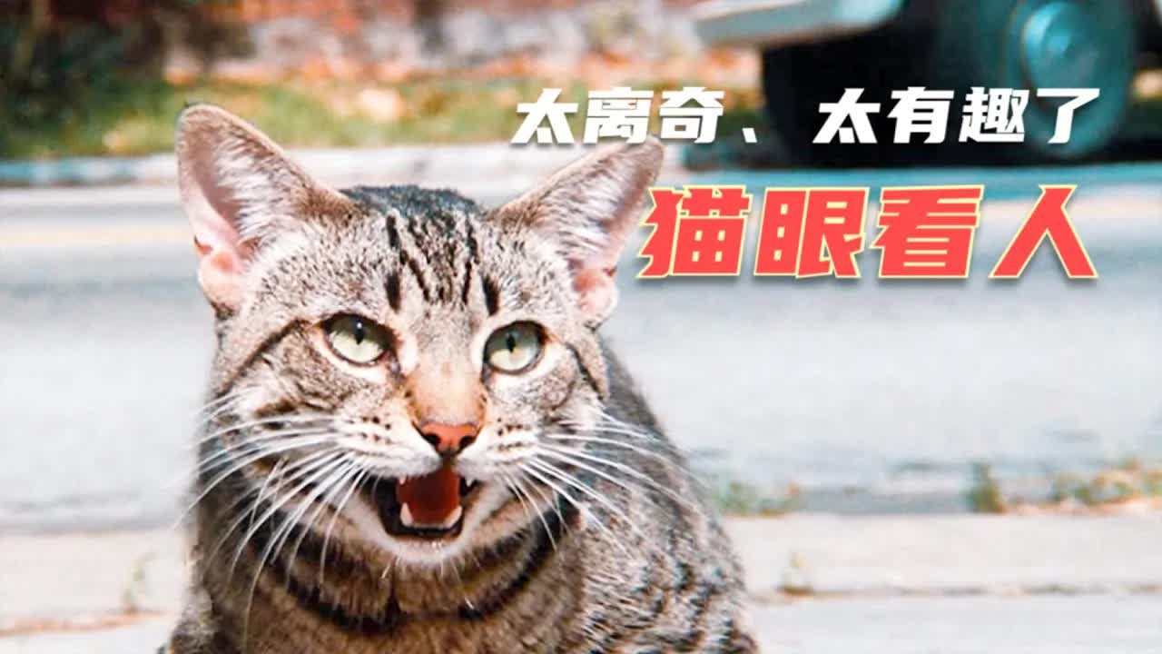 &ldquo;惊悚大师&rdquo;史蒂芬&middot;金作品：三个跟小猫有关的故事，离奇又好玩